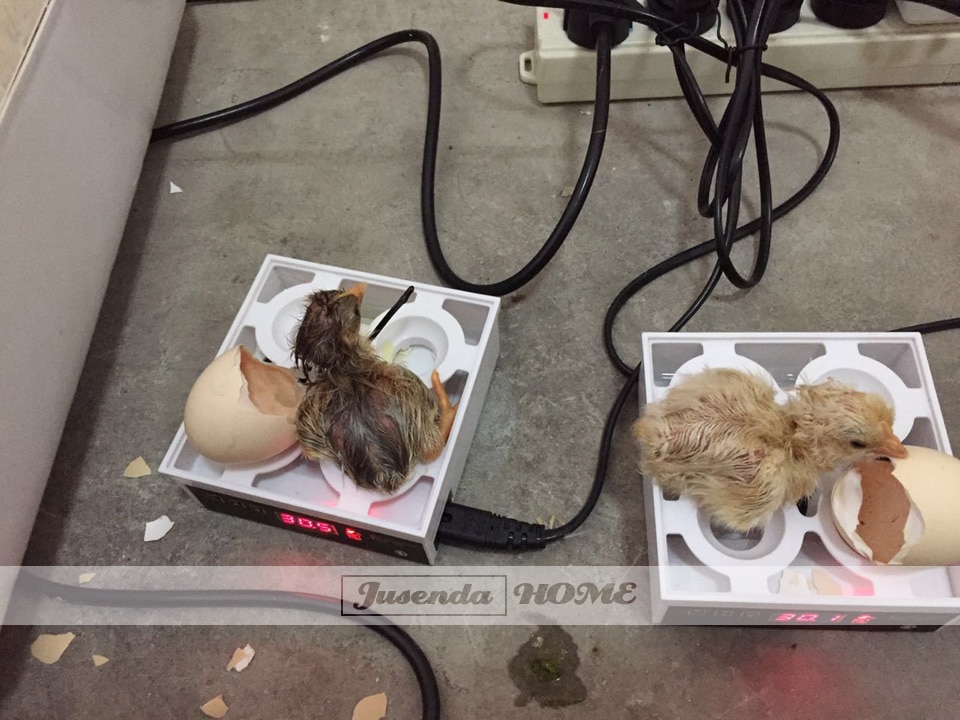 4 Mini Cheap Price Digital Temperature Small Brooder Egg Incubator Hatcher Chicken Duck Bird Pigeon Quail poultry equipment