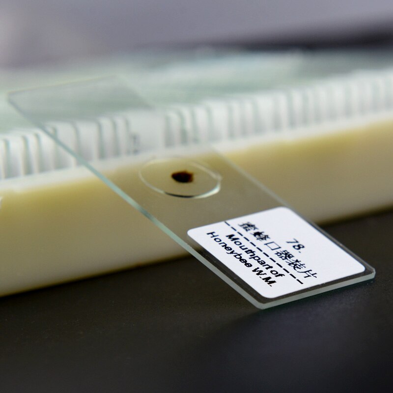 100PCS Box Set Prepared Microscope Speciments Slides for Basic Student Lab Science Biology Education