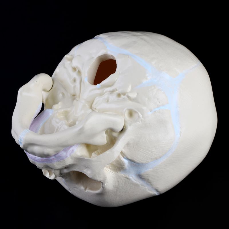 1: 1 Menselijk Foetale Baby Baby Schedel Anatomisch Skelet Model Onderwijs Levert Voor Medische Wetenschap 20CB