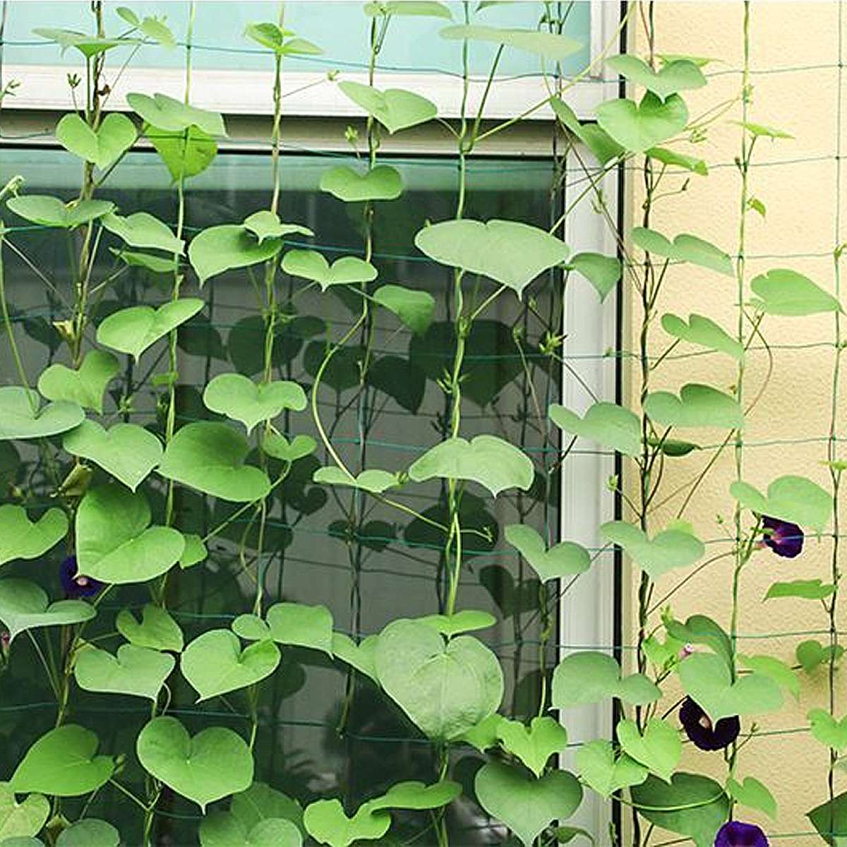 Garden Plants Climbing Net Plastic & Nylon Net Morning Glory Flower Vine Netting Support Net Grow Net Holder Garden Netting