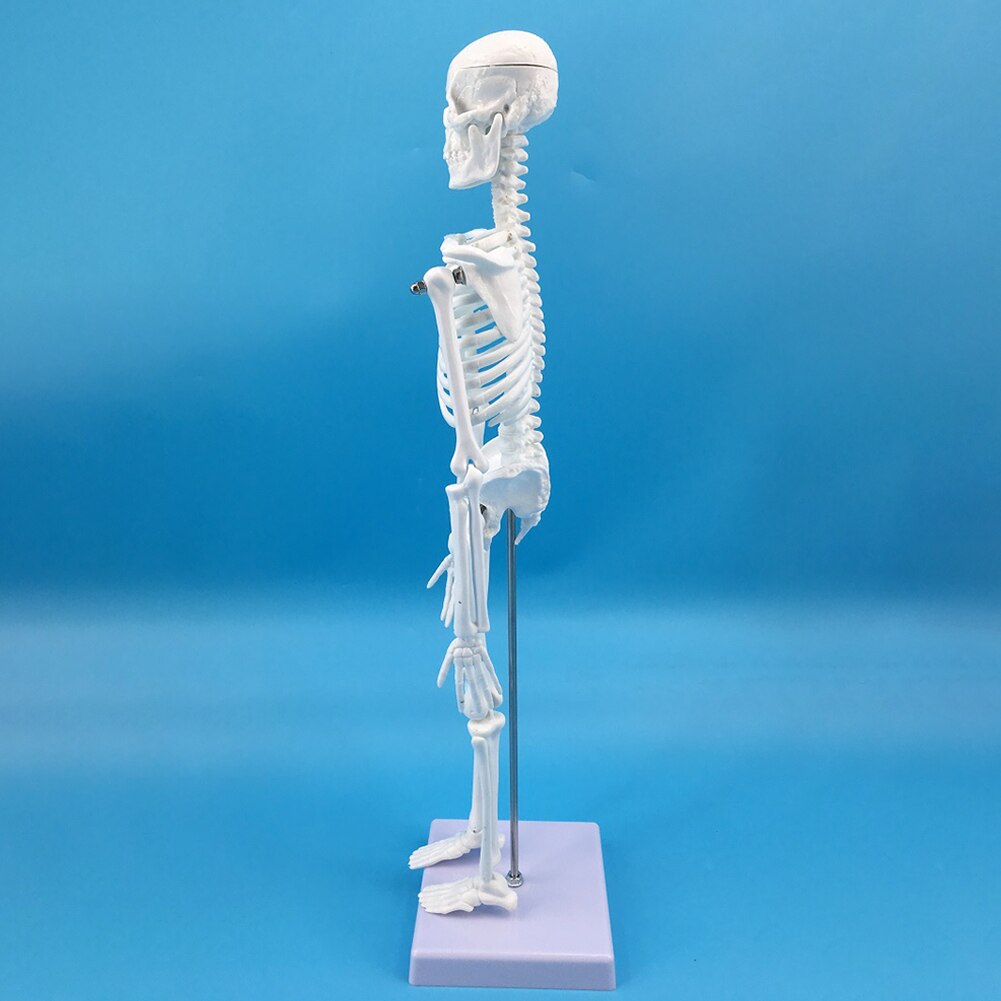 45Cm Menselijk Skelet Model Anatomisch Skelet Model Medische Leren Educatief Training Aid Halloween Party Decoratie