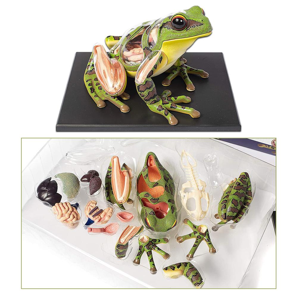 4D Vision Frog Anatomy Model Kit Educational Teaching Animal Model Supplies