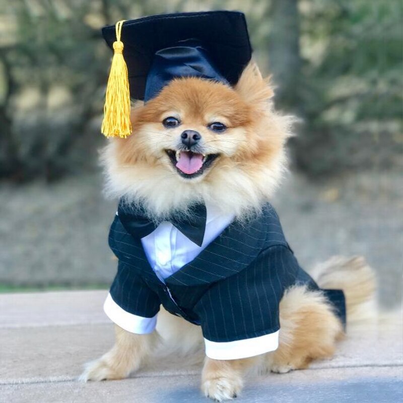 Söt sällskapshund katter mössa keps kanin mössa för katt hundar casual canvas keps för hund kitty hatt chihuahua djurprodukter 30
