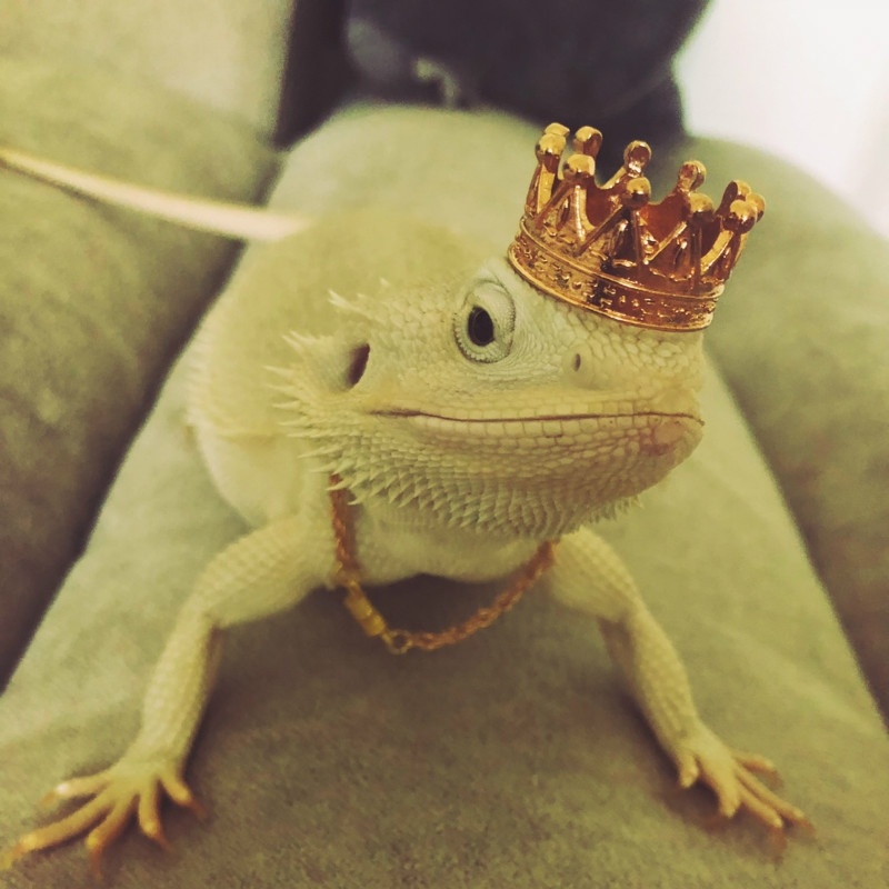 Skægget drage halskæde skægget drage indretning skægget drage krone firben krone gecko halskæde