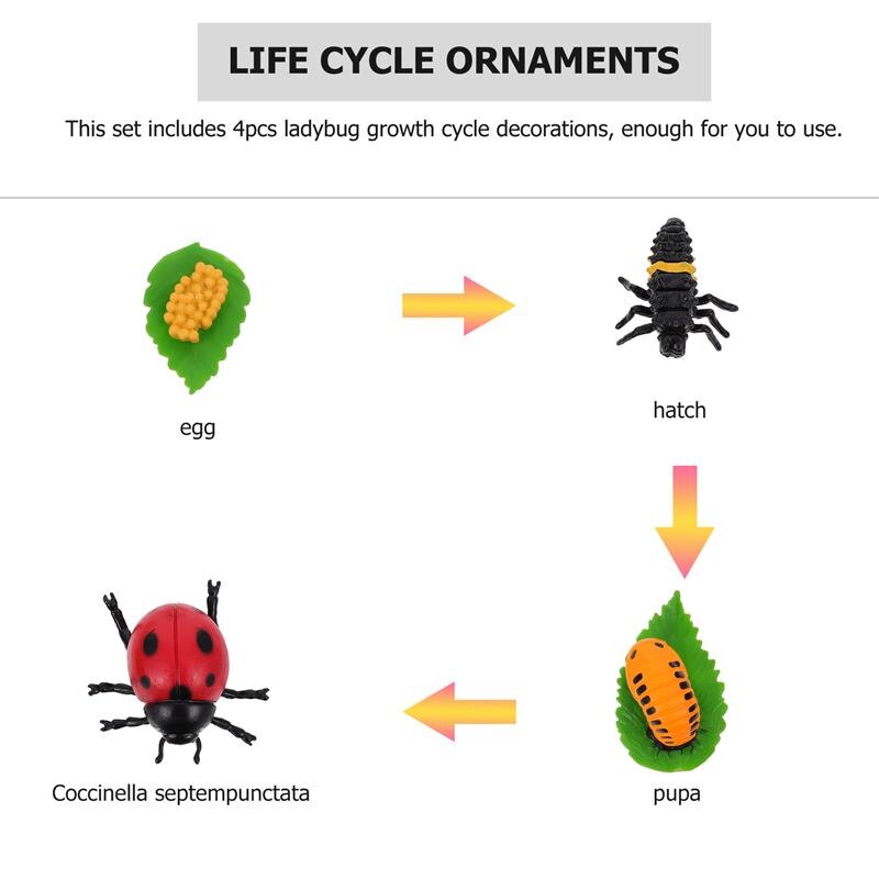 4Pcs Ladybug Plastic Garden Decoration Garden Accessories Growth Cycle Statues Decorations Life Cycle Figurines