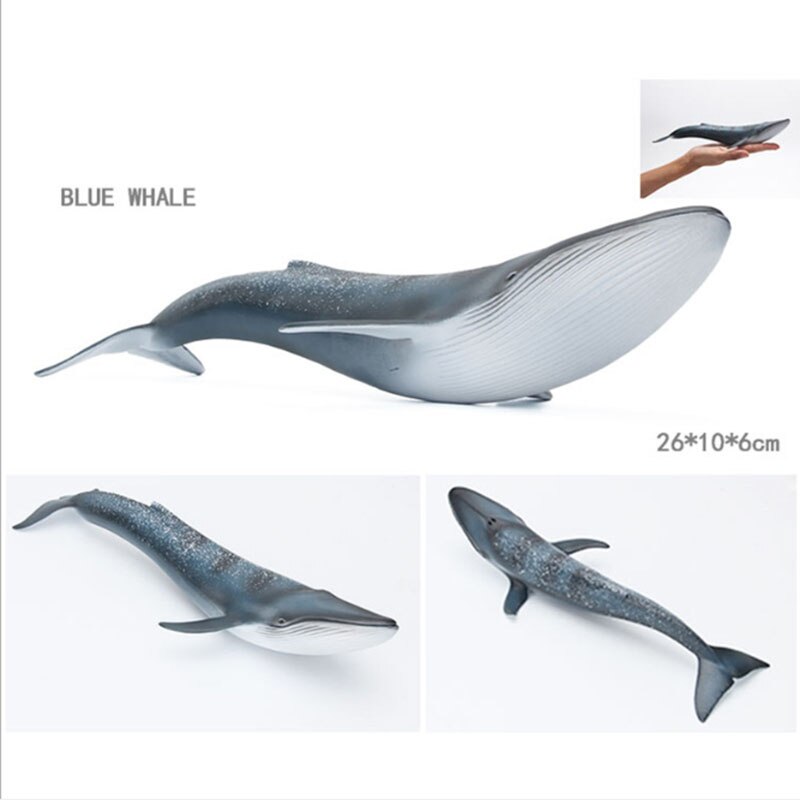 Educational toys for children simulated animal ocean great white shark seabed creatures girls toys for kids school learning: blue whale