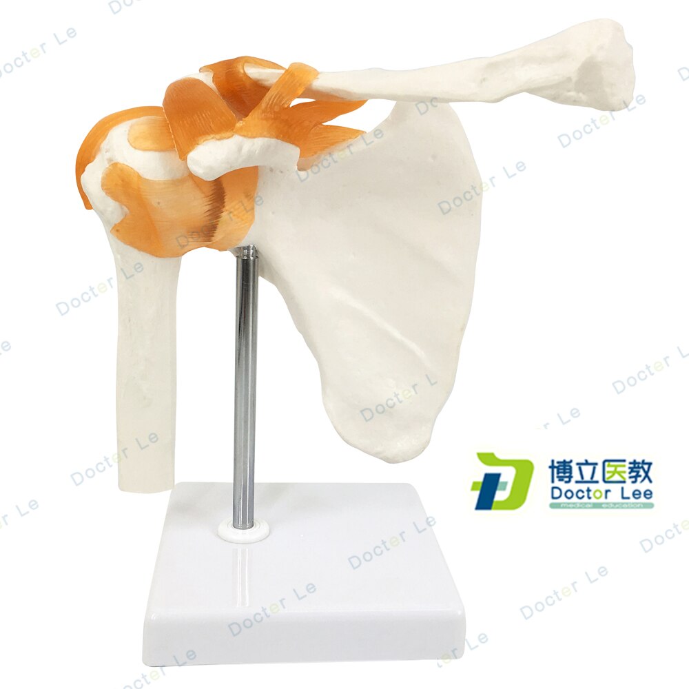Anatomisch model van de Knie met ligamenten - Budget model - - A. Vos en Zoons B.V