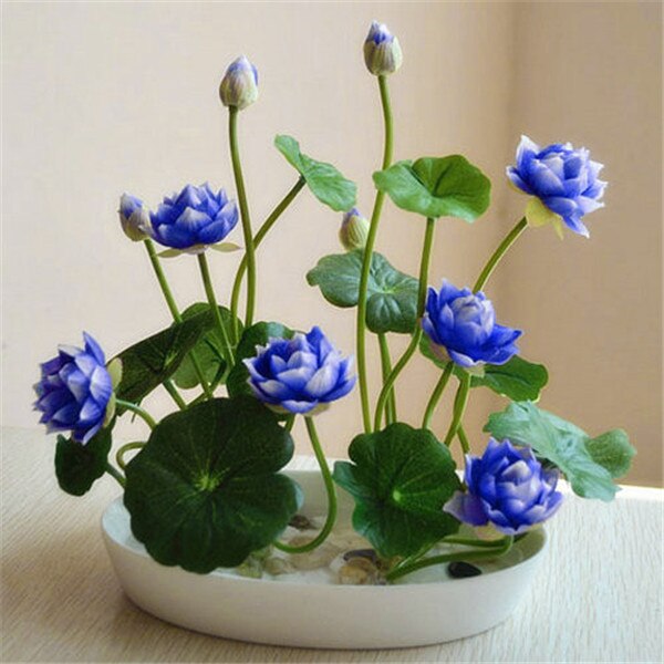 Más clics para entrar en la Planta flores fruta VIP cristal barro hidrogel suelo cristalino bonsai suelo cultivar bolas juguete de chico lotu: 5pcs-10