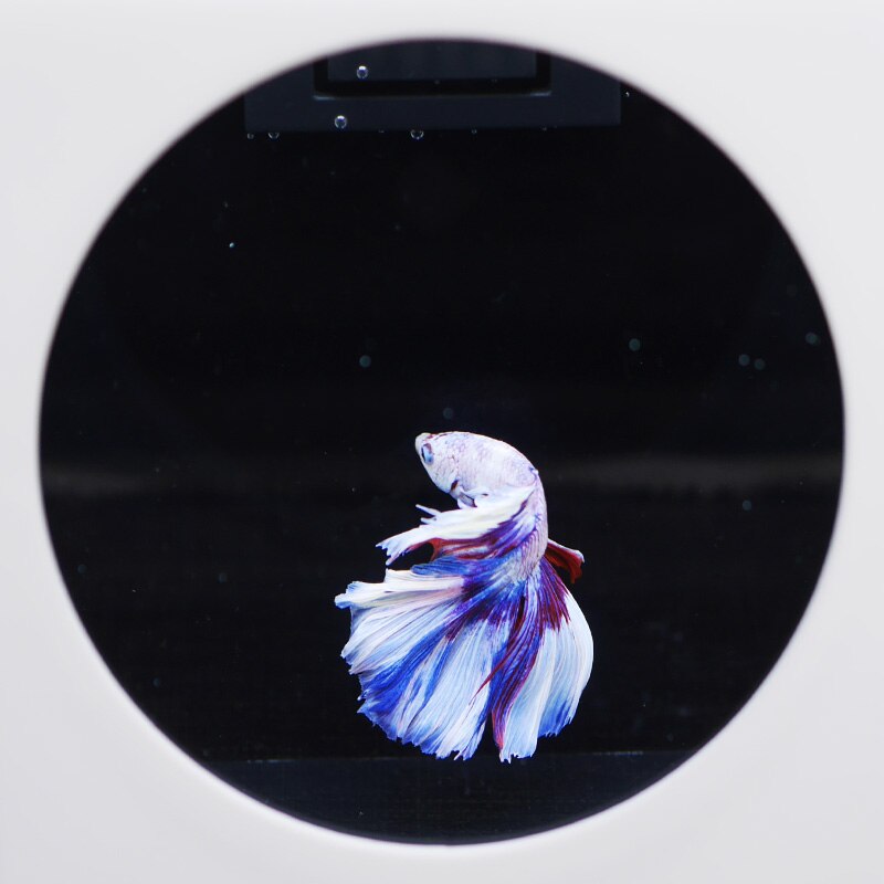 Cute Fighting Fish Tank Simple Display Fish Tank Office Ecological Micro Tank Ornamental Fish Mini Desktop Fish Tank