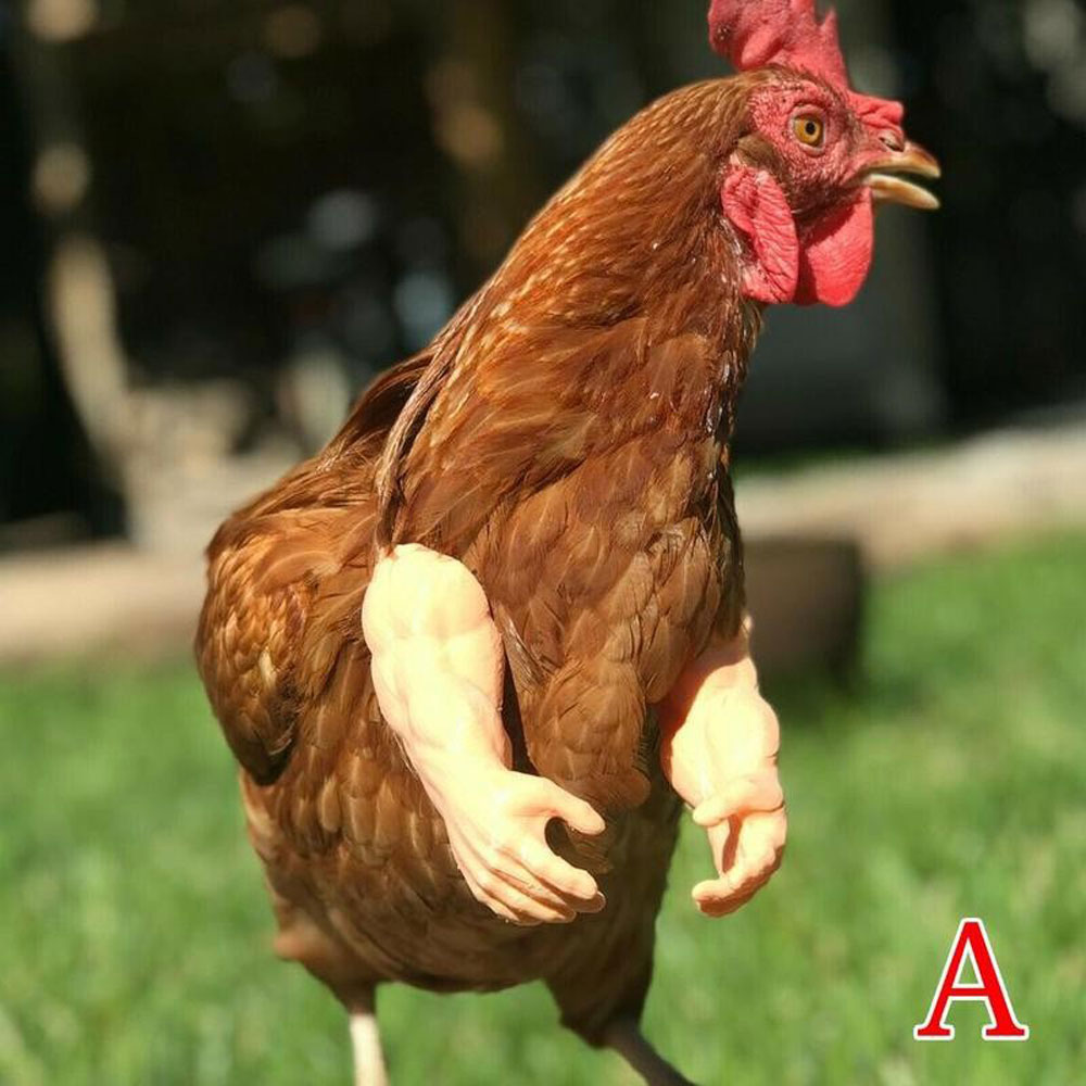 Juguete para manos de pollo, de broma, casco para gallinas, decoración divertida de aves, músculos, juguetes con brazos