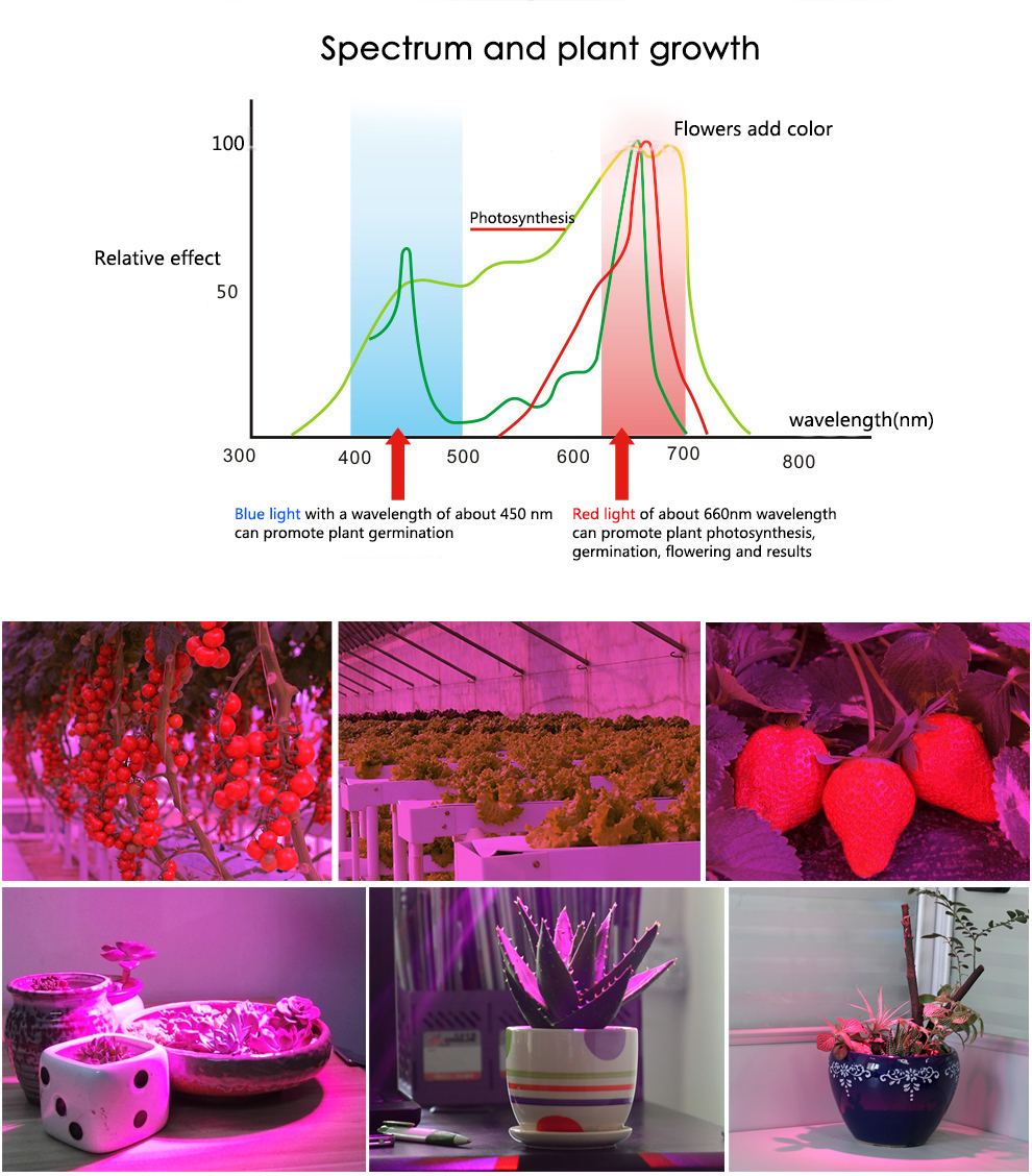 LED Phyto Lamp Volledige Spectrum 10W 30W 50W 80W 100W E27 Kweeklampen Lampen Voor planten Bloemen Zaden Tuin Groenten Kas