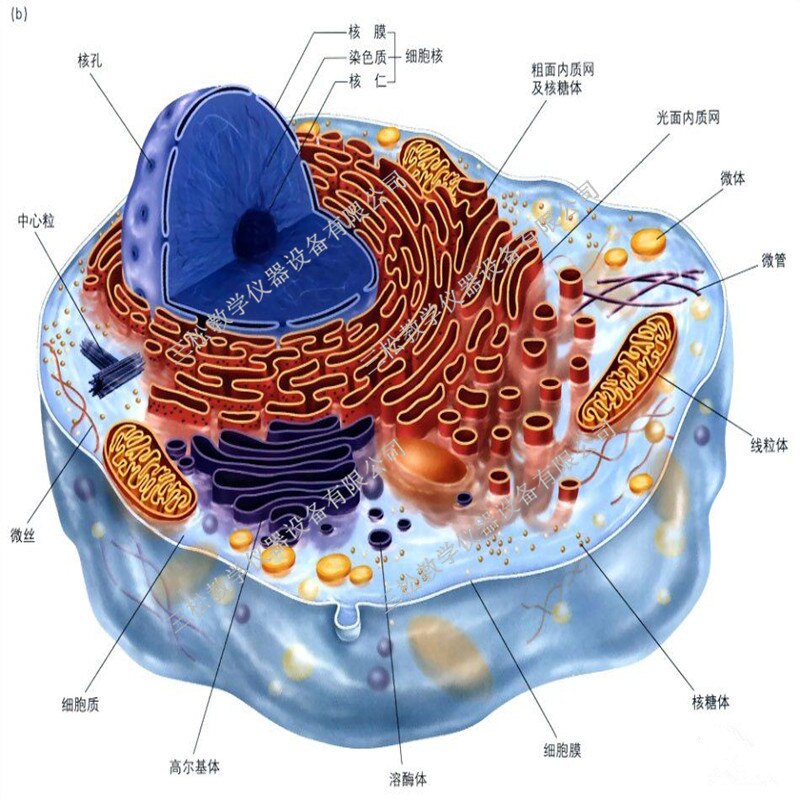 Ebene Zelle Modell Mikrostruktur Anatomisches Modell Mittleren Schule Biologie Lehre Biologischen Zelle Ausrügestochen