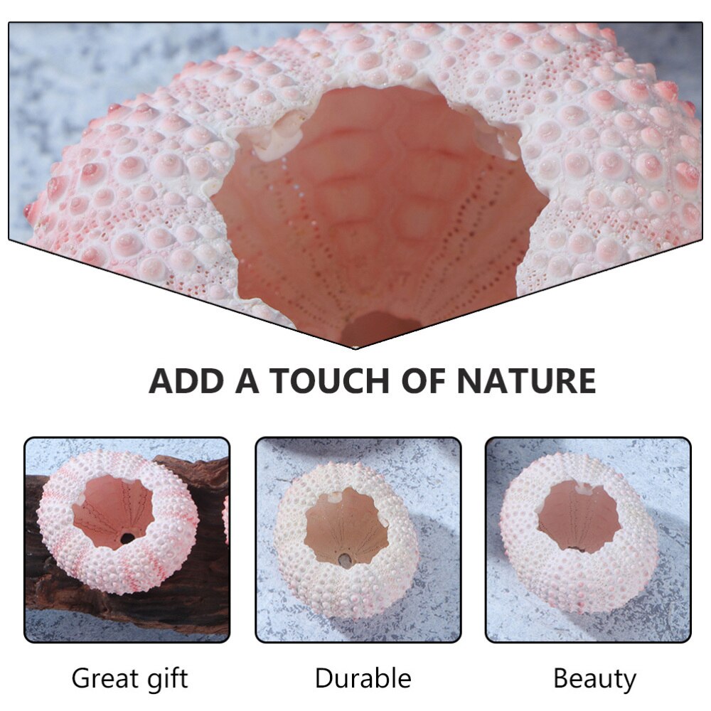5 pièces Naturel Coquille D'oursin Plante En Pot Maison Décoration Artisanat Bricolage FOURNITURES