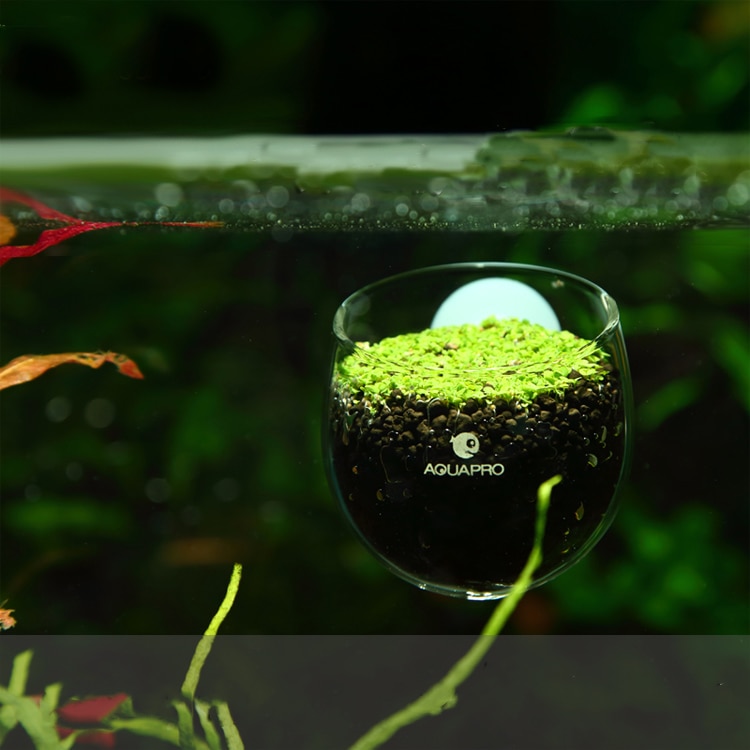 Mini rødreje akvariefisk akvarium akvatisk krystalglas pot plante kopholder