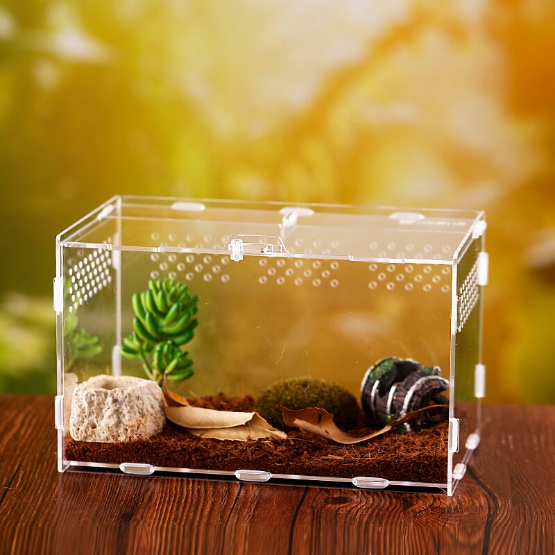 1PCS One-horned Fairy Breeding Box Beetle Landscap... – Grandado