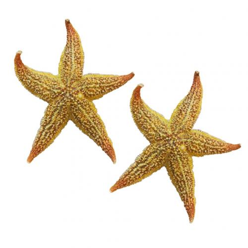 Estrella de mar seca Natural, 2 uds., artesanía de playa, de boda, decoración del hogar, estrellas de mar naturales, artesanía: Default Title