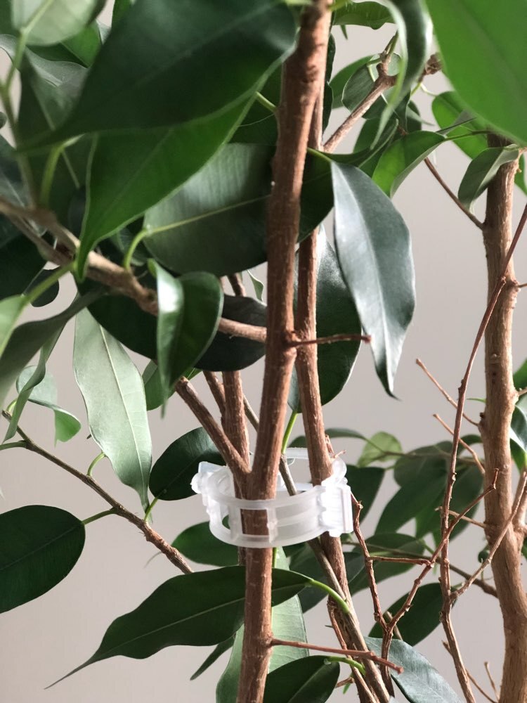 50 stuks/partij * plantenclip / cantaloupeclip / plastic gebonden wijnclip / takclip / hangwijnclip / vaste wijnclip