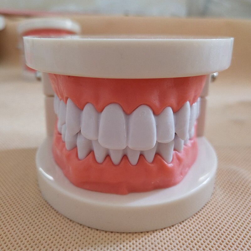 Dental Implant Teeth Model Teaching Study Model Dentist Resin Tooth Orthodontic Modeling For Student Practice