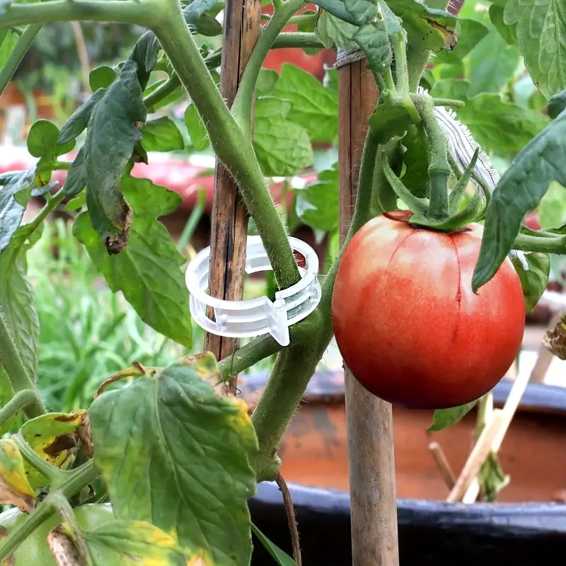 Clips de Support de Plantes de Jardin, Vigne, Tomate, Treillis, 50 Pièces