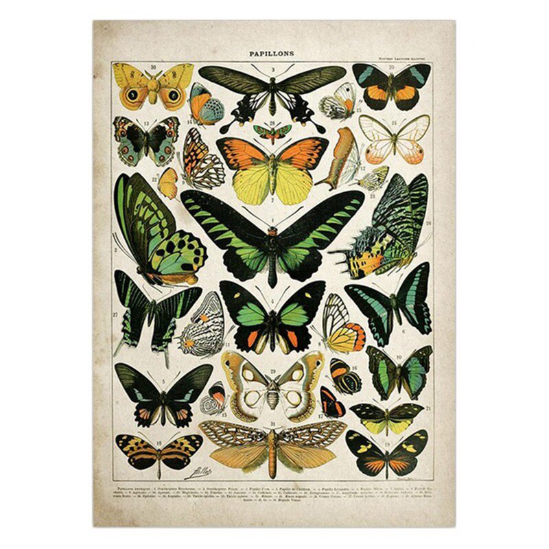 Vintage Adolphe Millot Encyclopedia Posters Butterfly Mushrooms Herbs Flowers Insect Classic Wall Stickers Vintage Poster: 21x30cm / Yellow