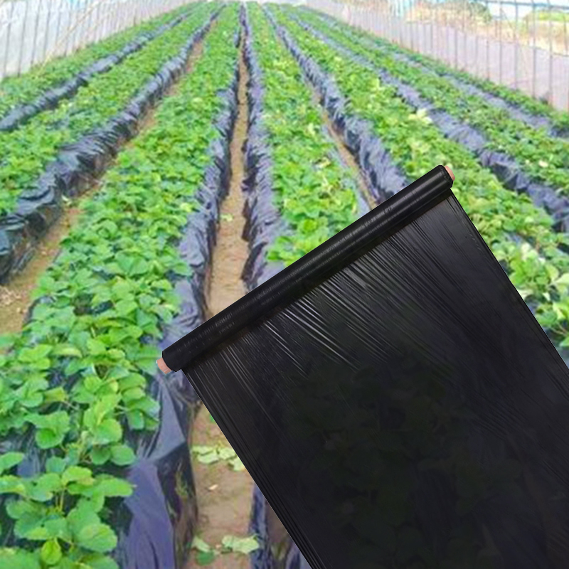 Película plástica especial para cultivo de plantas, mantillo negro para deshierbe Agricultura, 0,8 m de ancho, gruesa, 0,01mm, invernadero de verduras, fresa