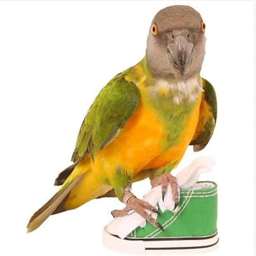 Mini zapatos de lona zapatos loro juguetes mascotas pájaro de la jaula decoración pie escalada juguete loro jaula para pájaros para mascotas zapatos loro Juguetes