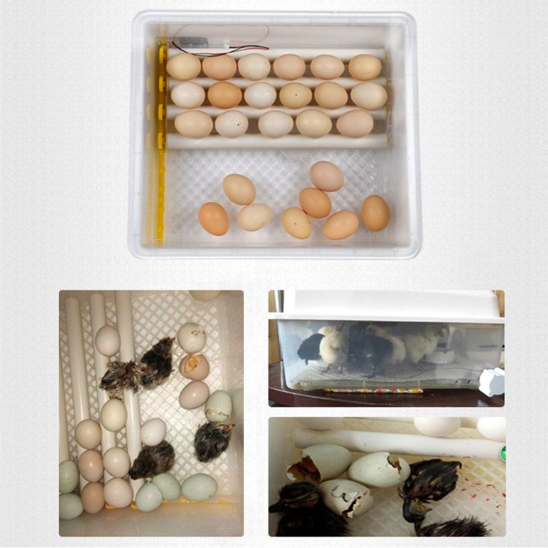 220V Eggs Incubator Brooder Bird Quail Chick Hatch... – Grandado
