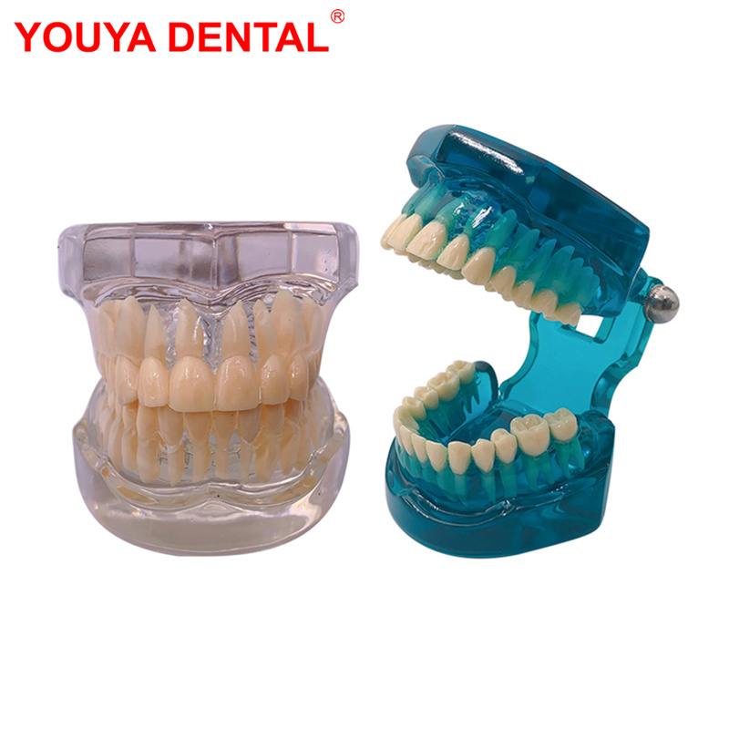 1:1 Resin Dental Model Teeth Teaching Model For Studying Dentist Transparent Standard Typodont Tooth Model Jaw Dentistry Product