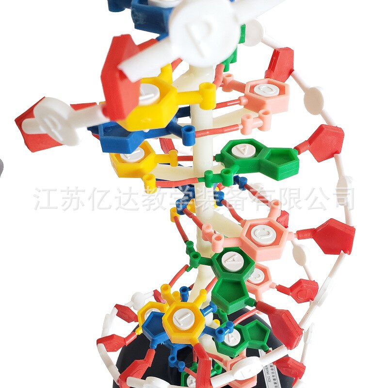 Dna Dubbele Helix Structuur Model 60Cm Cm Cm Genetische Biologie Onderwijs Instrument