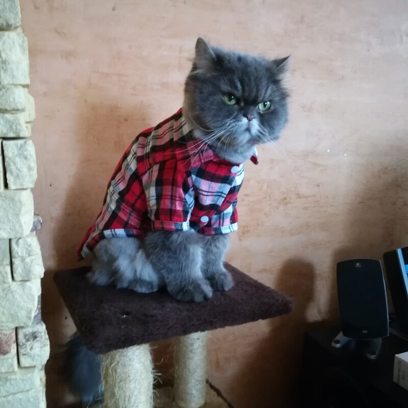 Letnia moda ubrania dla kota Plaid kot domowy koszule kamizelka dla małych kotów psy koszula odzież Puppy Kitten stroje materiały
