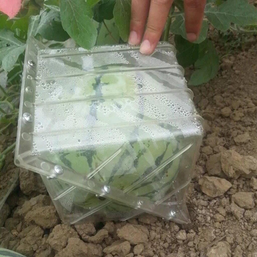 Firkantet vandmelon, der former vækstforme, frugtvækstdannende skimmelværktøj haveplantevækst danner 15 x 15cm: Default Title