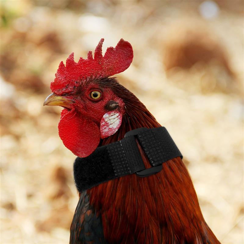 4pcs Rooster Anti-crowing Rooster Collar Anti-crowing Nylon Rooster Collar Poultry Supply