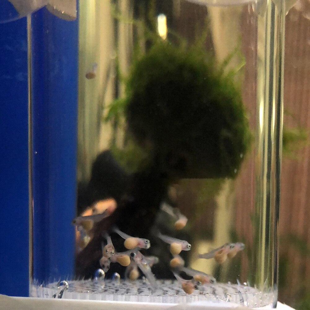 Incubateur de cichlides pour Aquarium, couveuse d&#39;œufs de poisson au lieu de l&#39;éclosion