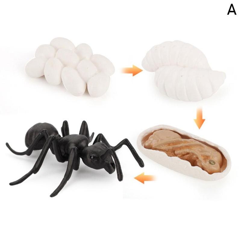 Simulation Animals Life Cycle Figurines, Frog Ant Mosquito Sea Turtle Chicken Growth Cycle Model Figures toys play set: Worker ants