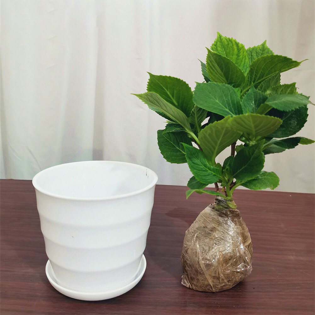 Mini caja de plástico blanca para cultivo, maceta para flores, plantas suculentas maceta para, decoración para el hogar, macetas para guardería, 10 piezas