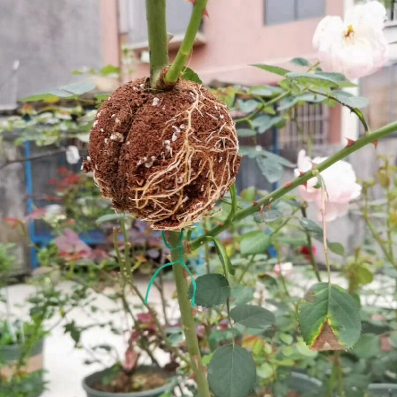 3Stck Anlage Verwurzelung Ball Pfropfen Verwurzelung Gg Kasten Zucht fallen Anlage Wurzel Gg Kasten für Garten 8cm in durchmesser
