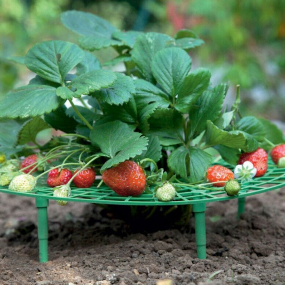 5 stk / lot jordbær stativ rammeholder altan plantestativ frugt support plante blomst klatring vin søjle havearbejde stativ