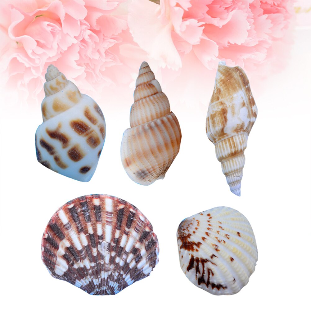 50 pcs Mixed Shells Decor Beautiful Mixed Decor Shell Home Mixed Shell Diy Crafts Shell Mixed Shell for Office