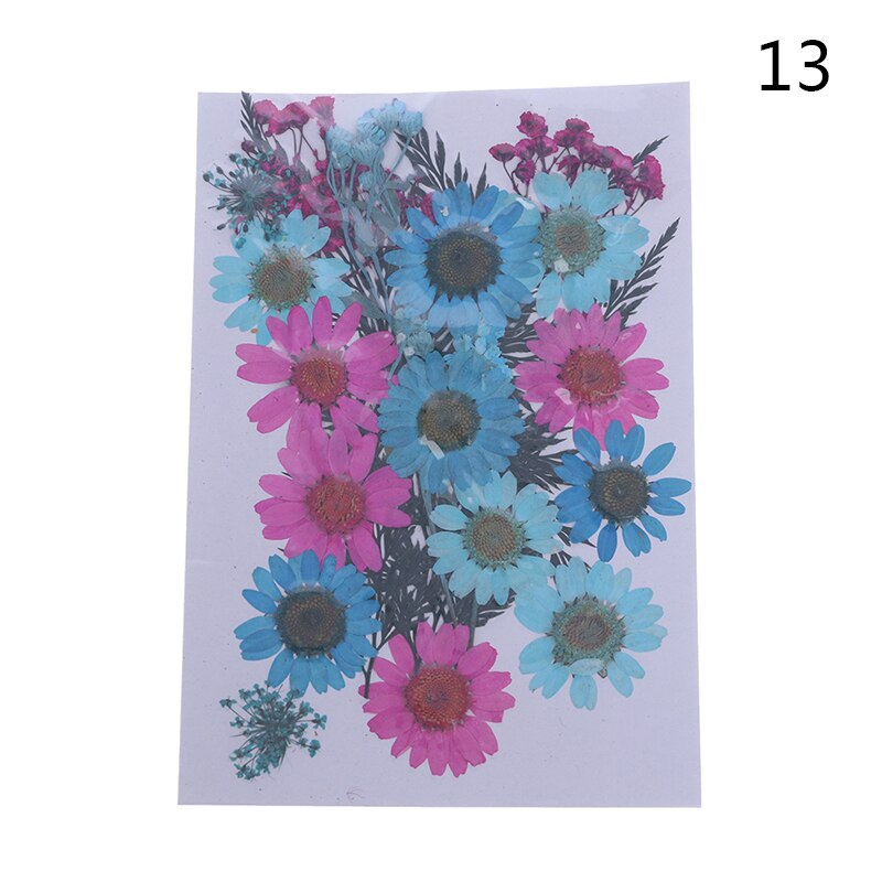 Dried Flowers specimen Pressed Scrapbook Bookmark Card DIY Art Craft Decor: 13
