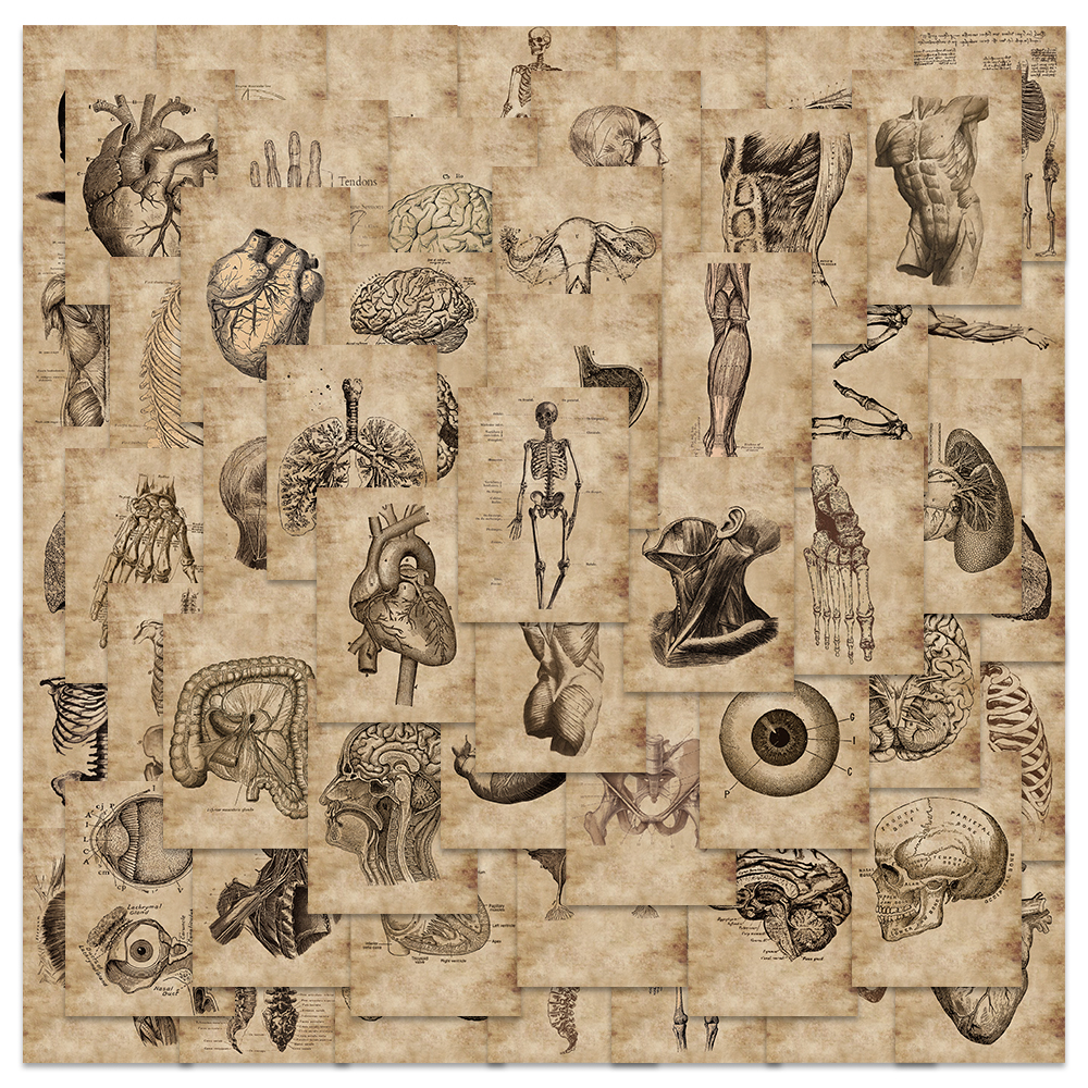 56Pcs Human Anatomy Physiology Heart Skull Internal Organs Sticker Skeleton Graffiti Stickers Luggage Laptop Sticker