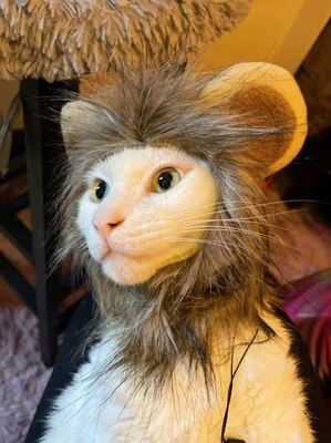 Nakrycia głowy lwa, czapka dla kota, śliczna transformacja, ozdobny kot akcesoria, nakrycie głowy kota, peruka, zabawny kapelusz dla psa