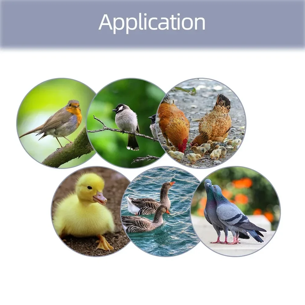 Incubatrice da cova per uova incubatrice fai da te mini incubatore controllore impostato incubatrice per uova fai da te con controllo della temperatura pollo HTMC-5