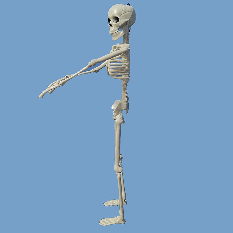 5 Stck Menschlichen Anatomie Skelett skelett Modell Medizinische Medizin Lernhilfe Anatomie 1 Paar Schädel Skelett Hand Knochen Halloween