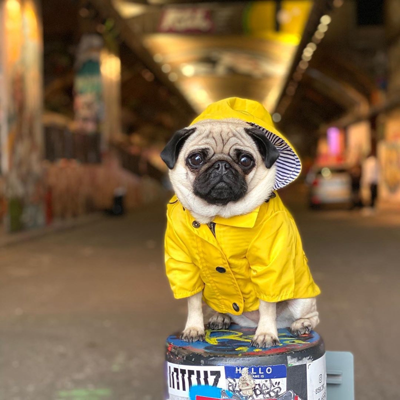 Hunde-Regenmantel, wasserdichte Jacke für Haustiere, Bulldogge, Windjacke, Pudel, Mops, Bichon, Welpenmantel, Regenbekleidung, PU, S-5XL, hochwertiger Hunderegenmantel