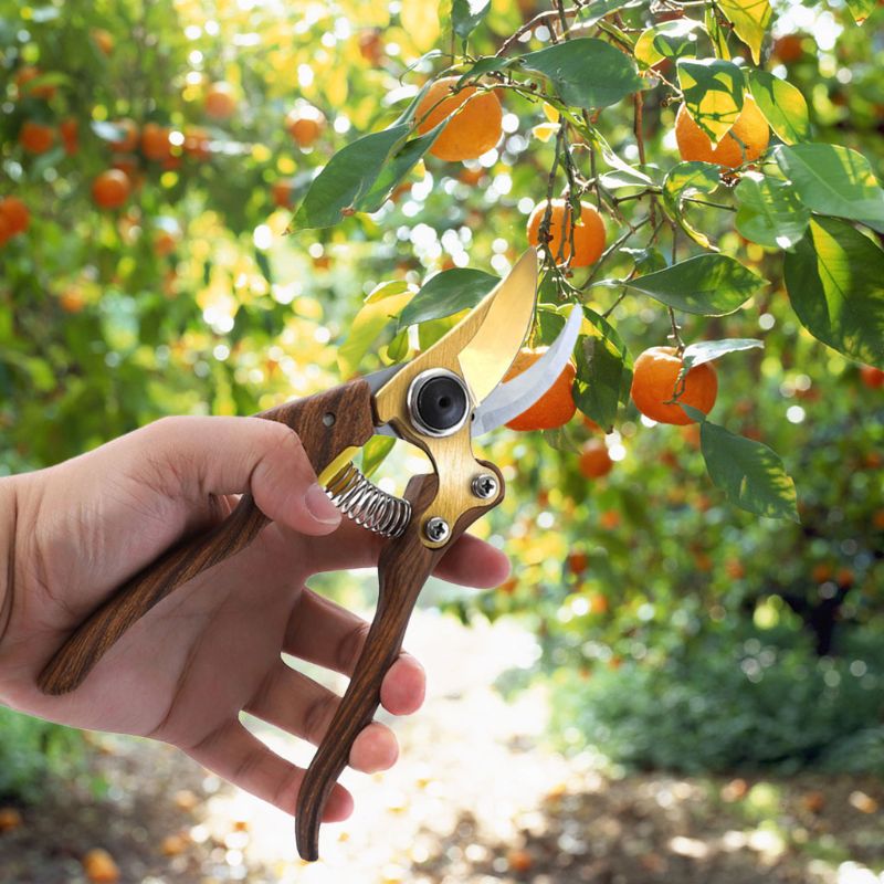 SK5 acier ciseaux de jardin bec forme sécateur Portable économie de travail élagage ciseaux B85C