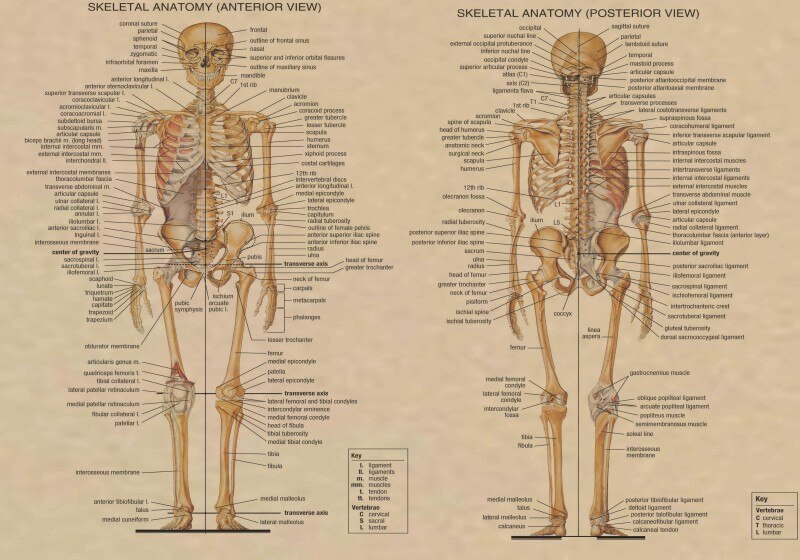 Carta de Anatomía de la estructura del cuerpo humano, cartel de pintura decorativa Pop, Papel Kraft central, impresión Vintage, decoración de pared del hogar