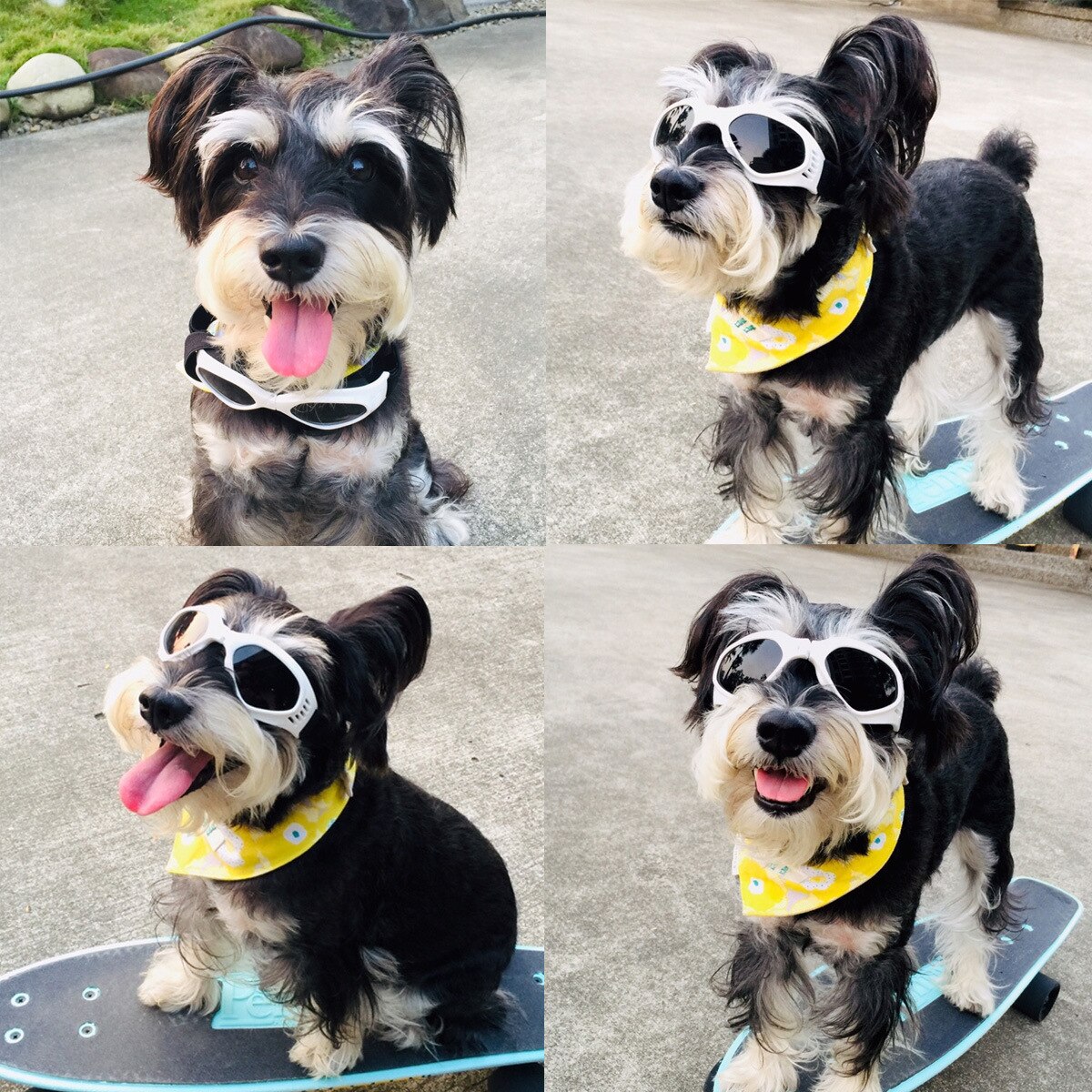 Hund solglasögon små hundglasögon doggles hundglasögon för små hundar uv-skydd vindtätt vattentät hopfällbar