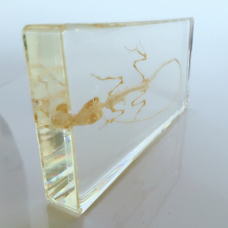 True Hagedis Skelet Ingebed Specimen Dier Skelet Exemplaren Modellen Biologische Reptielen Bone Specimen Hars Leermiddelen