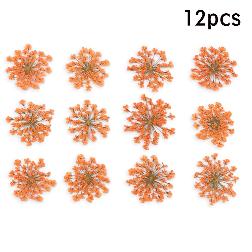 12/30Pcs Pressed Dried Ammi Majus Flower Dry Plants Necklace Jewelry Making Craft DIY Accessories Artificial Flower Decorations: 13