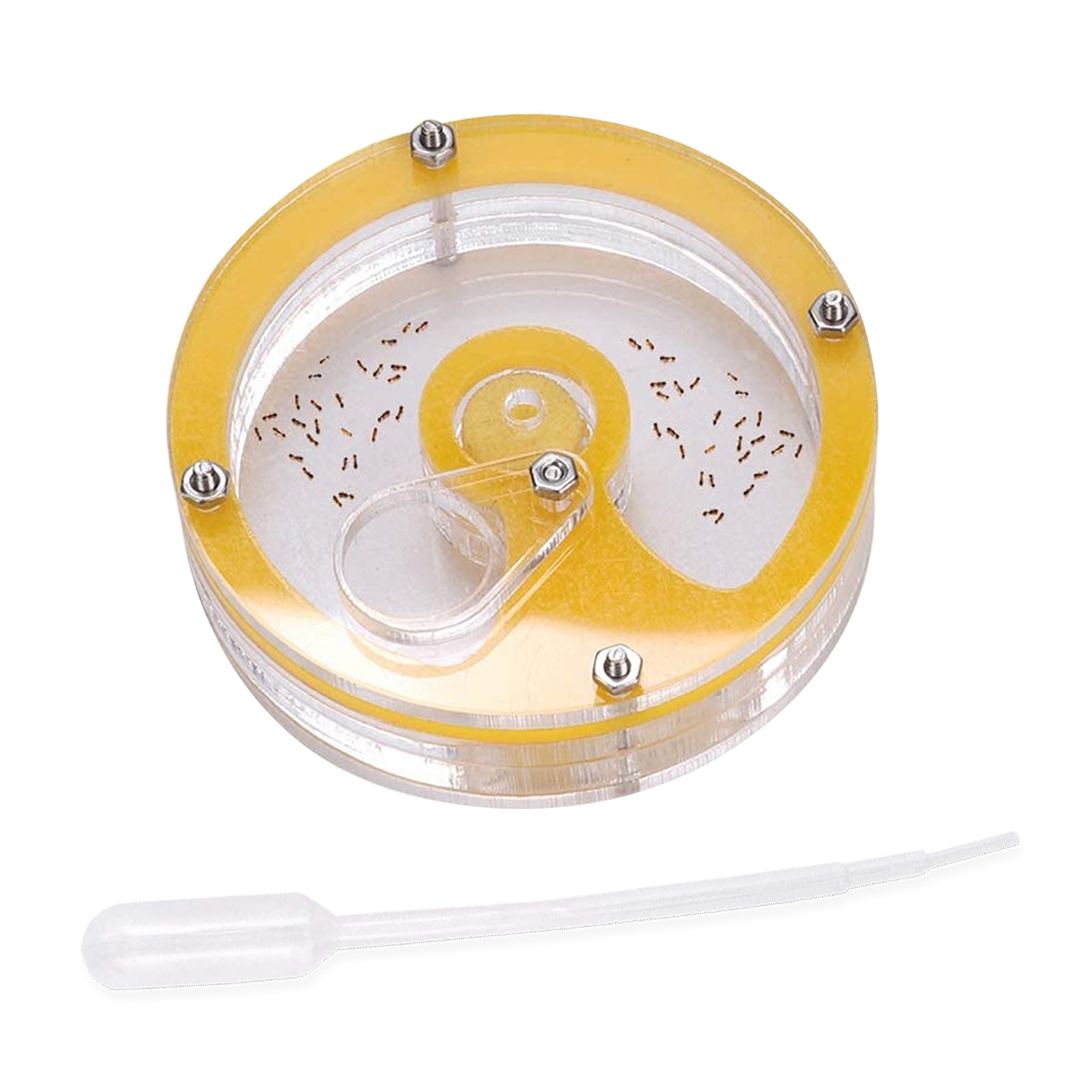 Ant Nest Farm Acrylic Insect Breeding Box Ant Formicarium Habitat Color Sent Randomly